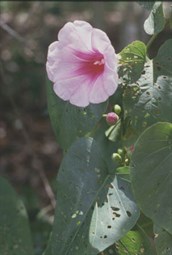 Bush Yam