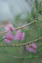 Cross-leaved Honey-myrtle