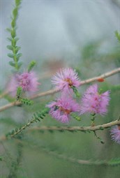 Cross-leaved Honey-myrtle