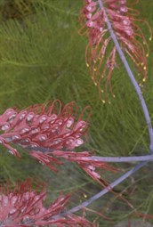 Dryander's Grevillea