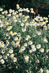 Golden Everlasting  Daisy