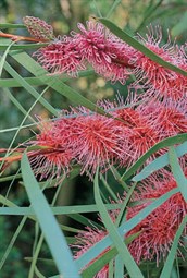 Grass-leaf Hakea