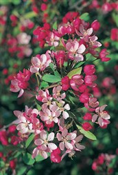 Japanese Flowering Crab Apple