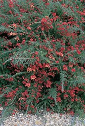 Mt. Tamboritha Grevillea, Prostrate Woolly Grevillea