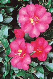 Sasanqua Camellias