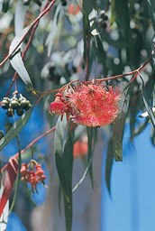 Coral Gum