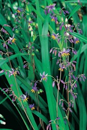 Dianella Goddess