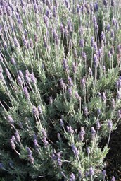 French Lavender