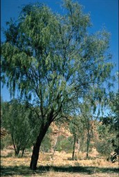Ironwood
