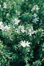 Native Rosemary, Coastal Rosemary