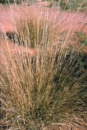 Purple Plume Grass