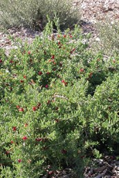 Ruby Salt bush