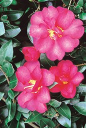 Sasanqua Camellias