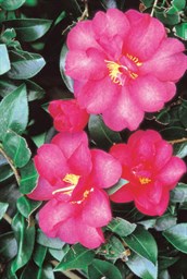 Sasanqua Camellias