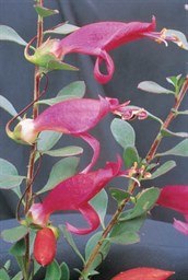 Summertime Blue, Lipstick Bush