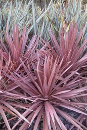 Cabbage Tree