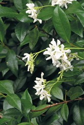 Chinese Star Jasmine