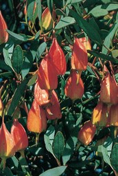 Fuchsia Gum