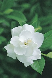 Gardenia