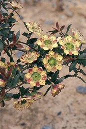 Leptospermum 'Copper Sheen'