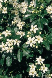 Mexican Orange Blossom