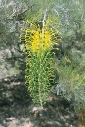 Mt Brockman Grevillea