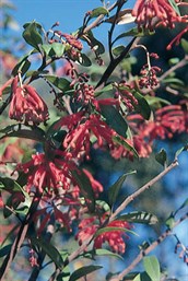 Royal Grevillea, Mountain Grevillea