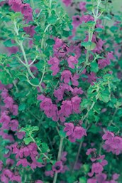 Victorian Mint Bush, Victorian Christmas Bush