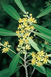 Water Gum