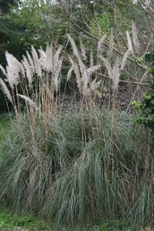 Pampas grasses