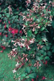 Glossy Abelia