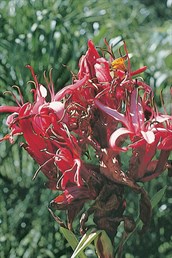 Gymea Lily, Spear Lily