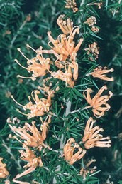 Molonglo Grevillea