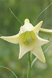 Taiwan lily