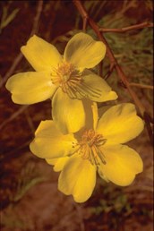 Yellow Kapok, Kapok Bush