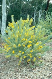 Blue Bush