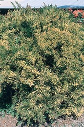 Dwarf Fringed Wattle