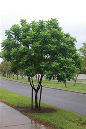 Ganophyllum, Scaly Ash