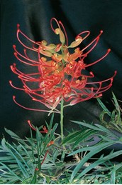 Grevillea