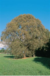 Drooping She-oak