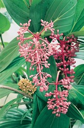 Medinilla