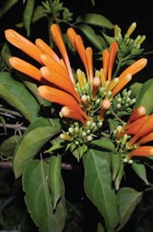Orange Trumpet Vine, Flame Vine