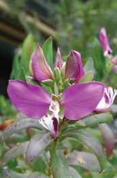 Polygala, Milkwort