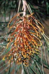 Fern-leaved Grevillea