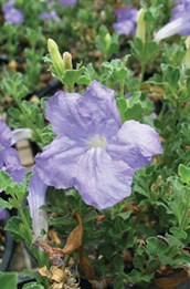 Native Dessert Petunia