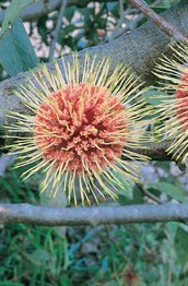 Sea Urchin Hakea