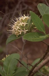 Native Ixora