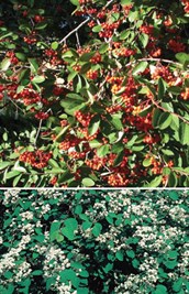Silver-leaf Cotoneaster