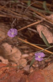 Dwarf Morning Glory