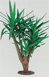 Spineless Yucca, Soft Tipped Yucca